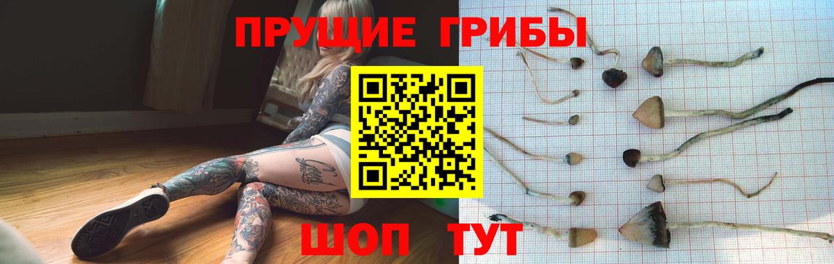 Псилоцибиновые грибы Psilocybine cubensis Димитровград